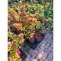 Hydrangea paniculata - Partij pluimhortensia