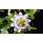 Passiflora caerulea | Passiebloem