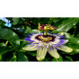 Passiflora caerulea | Passiebloem