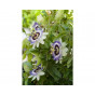 Passiflora caerulea | Passiebloem