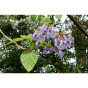 Paulownia tomentosa | Anna Paulowna