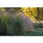 Pennisetum alop. 'Hameln' - Lampenpoetser