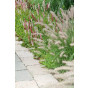 Persicaria affinis Superba - Duizendknoop -