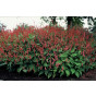 Persicaria a. Speciosa - Duizendknoop