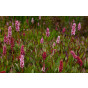 Persicaria aff. Darjeeling Red - Duizendknoop