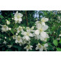 Philadelphus lemoinei - Boerenjasmijn