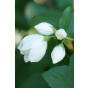 Philadelphus Virginal - Boerenjasmijn