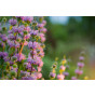 Phlomis tuberosa - Brandkruid - etagebloem