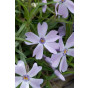 Phlox (S) Emerald Cushion Blue - Vlambloem