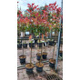 Photinia fraseri Red Robin | Glansmispel | Boom