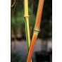 Phyllostachys aurea - Bamboe