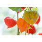 Physalis alkekengi “Franchetii” - Lampionplant