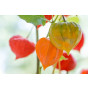 Physalis alkekengi Franchetii - Lampionplant