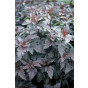 Physocarpus Opulif. 'Diabolo' ® - Blaasspirea