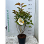 Physocarpus magical Ball - Blaasspirea