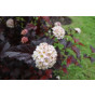 Physocarpus op. Red Baron - Blaasspirea