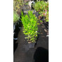 Physostegia virginiana Alba - Scharnierplant