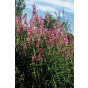 Physostegia virg. 'Bouquet Rose' - Scharnierplant