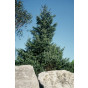 Picea omorika - Servische spar