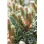 Pinus nigra nigra - Oostenrijkse den