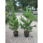 Pinus Nigra Nigra - Zwarte den