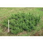 Pinus mugo Pumilo - Dwerg Den