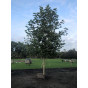 Plataan - Platanus hispanica - boom