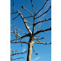 Plataan - Platanus hispanica - boom