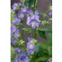 Polemonium reptans Stairway to Heaven - Jacobsladder