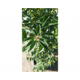Prunus lusitanica Angustifolia  - Portugese laurier 