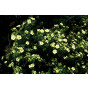 Potentilla fruticosa Limelight - Ganzerik 