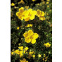 Potentilla fruticosa 'Goldfinger' - Ganzerik