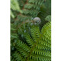 Polystichum setiferum Plumosa densum - Naaldvaren 