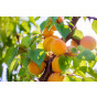 Prunus a. Bergeron - Abrikoos