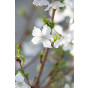 Sierkers - Prunus nipponica Brilliant