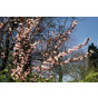 Prunus cerasifera 'Nigra' - Rode Kerspruim - boom