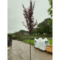 Prunus cerasifera 'Nigra' - Rode Kerspruim - boom