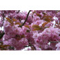 Prunus serrulata 'Kanzan' - Japanse sierkers - boom