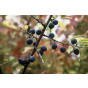 Prunus spinosa - Sleedoorn