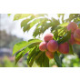 Prunus p. Suncrest - Perzik