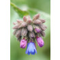 Pulmonaria long. E.B.Anderson - Longkruid