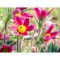 Pulsatilla vulgaris Rubra - Wildemanskruid