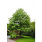 Moeraseik - Quercus palustris - Dakvorm