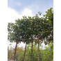 Photinia fraseri Red robin - glansmispel leivorm