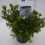 Dwergrhododendron - Rhododendron Azurika