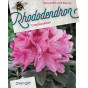 Rhododendron Cosmopolitan