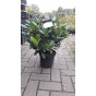 Rhododendron Cunningham's White