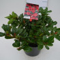 Dwergrhododendron - Rhododendron 'Scarlet Wonder'