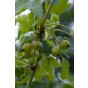 Ribes u.-c. 'Hinnonmäki Grön' Kruisbes