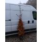 Fagus sylvatica Atropunicea - Rode beuk - boom